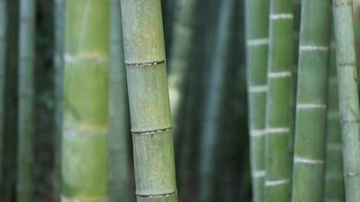 间谍过家家