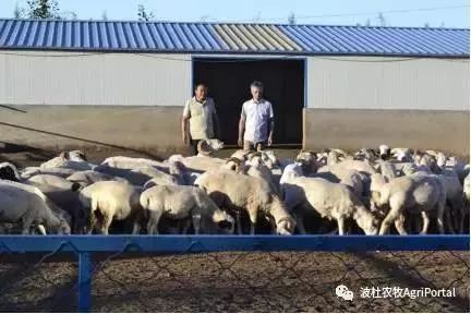 喜羊羊与猪八戒的较量 羊老法师的智慧解读